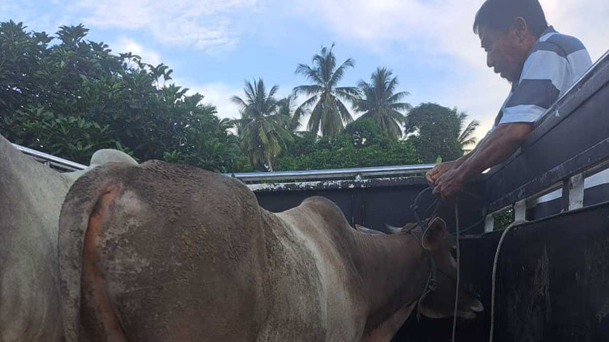 Dua Kecamatan di Parigi Moutong Terima Sapi Kurban dari RST