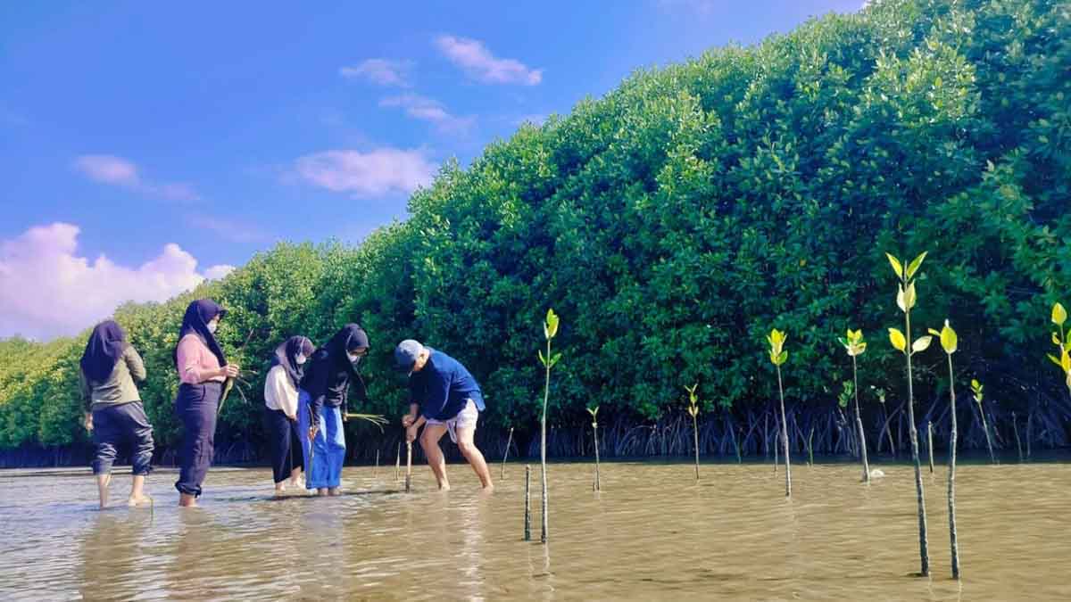 Melestarikan Ekosistem Laut Teluk Tomini di Momen Hari Mangrove Sedunia