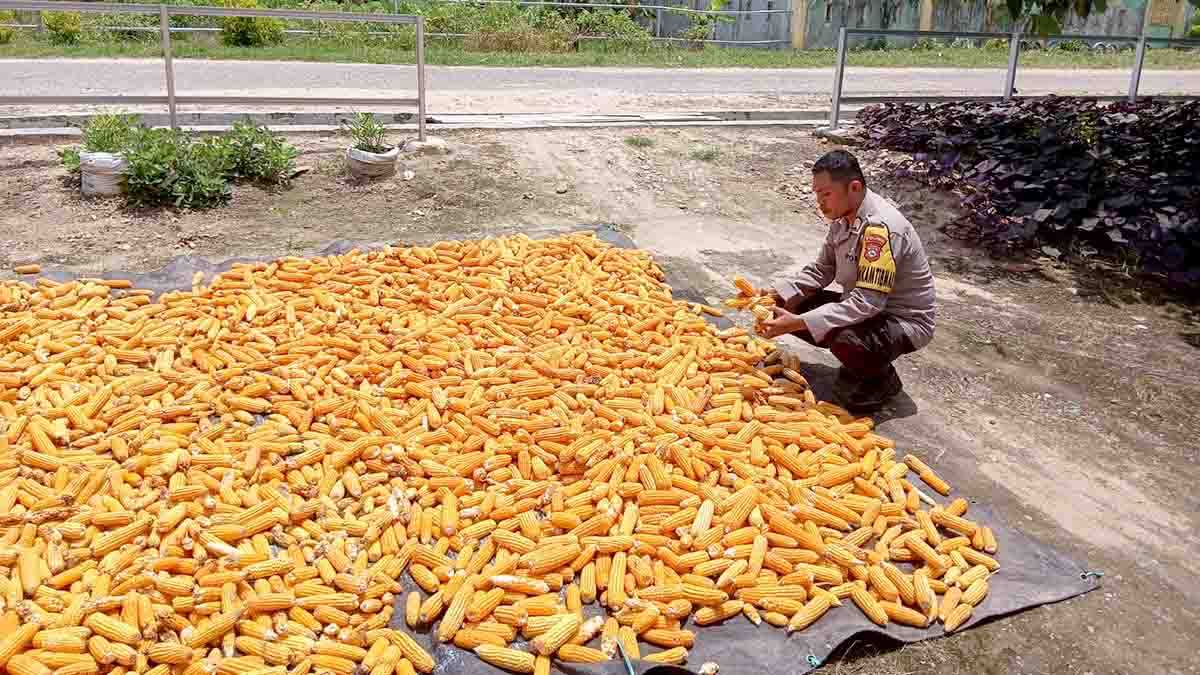 Bhabinkamtibmas Desa Jononunu, Bripka Abdul Muin Pardin, mendampingi warga saat panen jagung kwartal III di Parigi Utara, Selasa (16/9/2025). Foto: Humas Polres Parimo