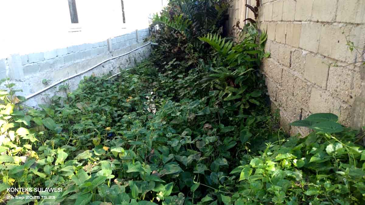 Kondisi kanal di Kelurahan Bantaya, Kecamatan Parigi, Kabupaten Parigi Moutong yang tersumbat dan dipenuhi tanaman liar. Kanal ini dikeluhkan warga karena berpotensi menjadi sarang nyamuk Anopheles penyebab malaria. Foto: KONTEKS SULAWESI