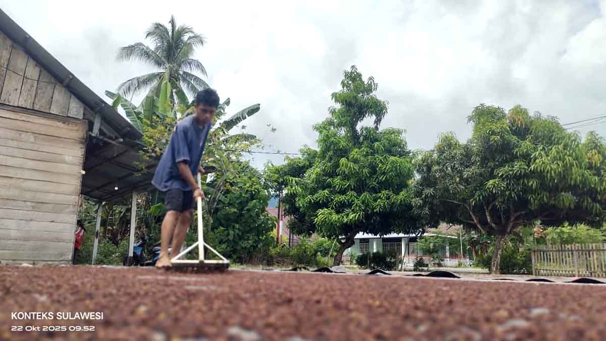 Seorang warga di Kecamatan Sigenti Selatan, Kabupaten Parimo, tengah menjemur cengkeh hasil panen di halaman rumahnya. Musim panen raya menjadi sumber utama penghasilan petani setempat di tengah ancaman aktivitas tambang ilegal yang merusak akses pertanian. (Foto: KONTEKS SULAWESI).