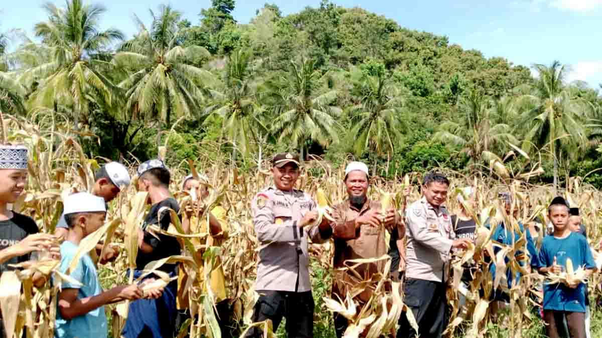 Kapolsek Bolano Lambunu IPTU Nyoman Jayus Mulyawan bersama Kanit Binmas mendampingi Pimpinan Ponpes, Ustadz Hijas dan para santri tampak memanen jagung di lahan Pondok Pesantren Darul Ma’arif, Desa Kotanagaya. Foto: Humas Polres Parimo