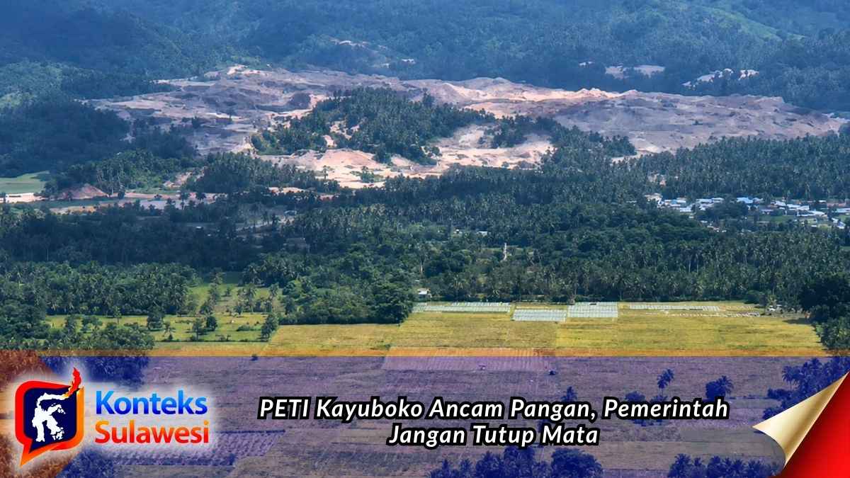 Hamparan lahan pertanian di sekitar kawasan aktivitas pertambangan emas Kayuboko, Parigi Moutong. Kondisi tersebut menjadi sorotan karena dugaan dampak aktivitas pertambangan terhadap sumber air dan produktivitas lahan pertanian masyarakat. Foto: Istimewa.