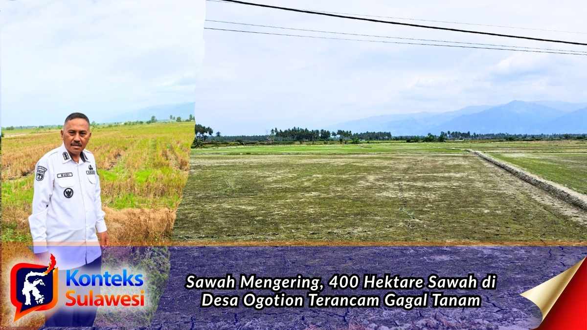 Kondisi lahan persawahan di Desa Ogotion, Kecamatan Mepanga, Kabupaten Parigi Moutong, yang mengalami kekeringan akibat kemarau berkepanjangan. Sekitar 400 hektare dari total 800 hektare areal pertanian di desa tersebut terdampak dan terancam gagal tanam. Foto: Dokumentasi Desa Ogotion.